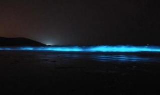 葫芦岛现罕见荧光海